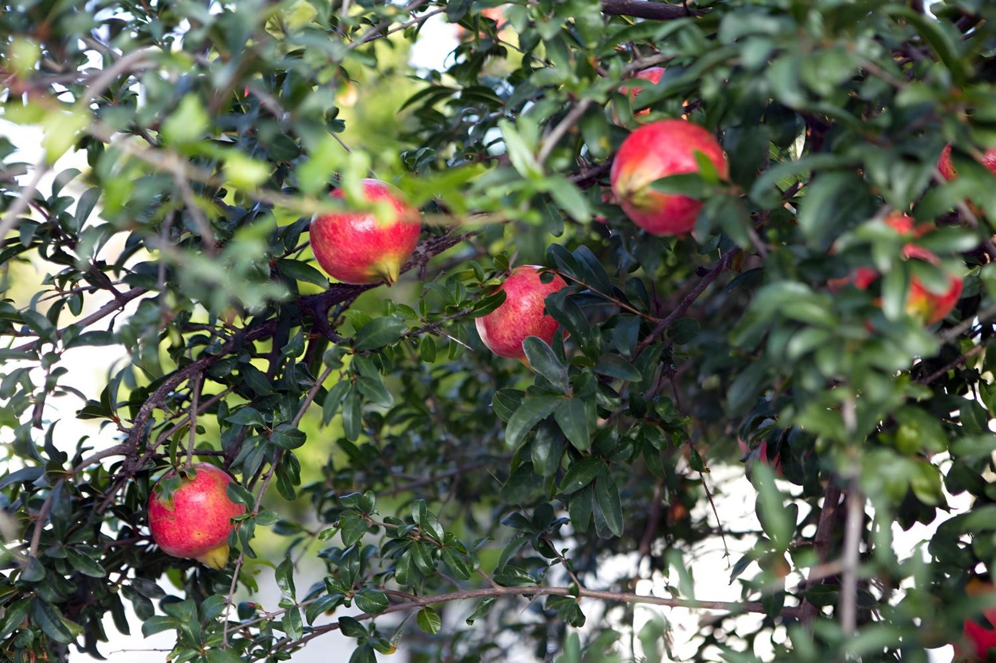 Nafplio Cottage-Grandma'S Yard Asíni Εξωτερικό φωτογραφία